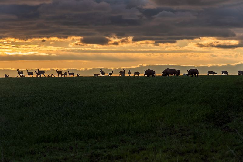 сафари Сафари фото превью