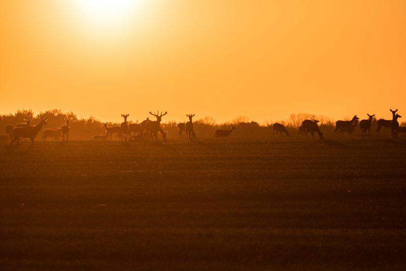 Олени фото превью