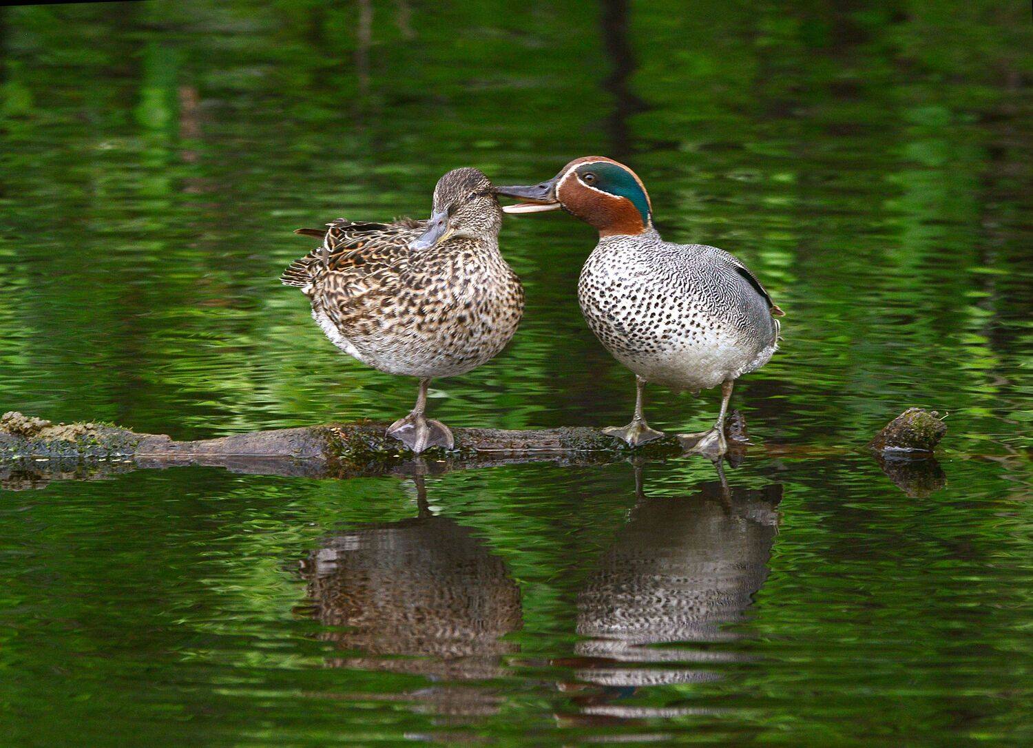 , Михаил Белоусов