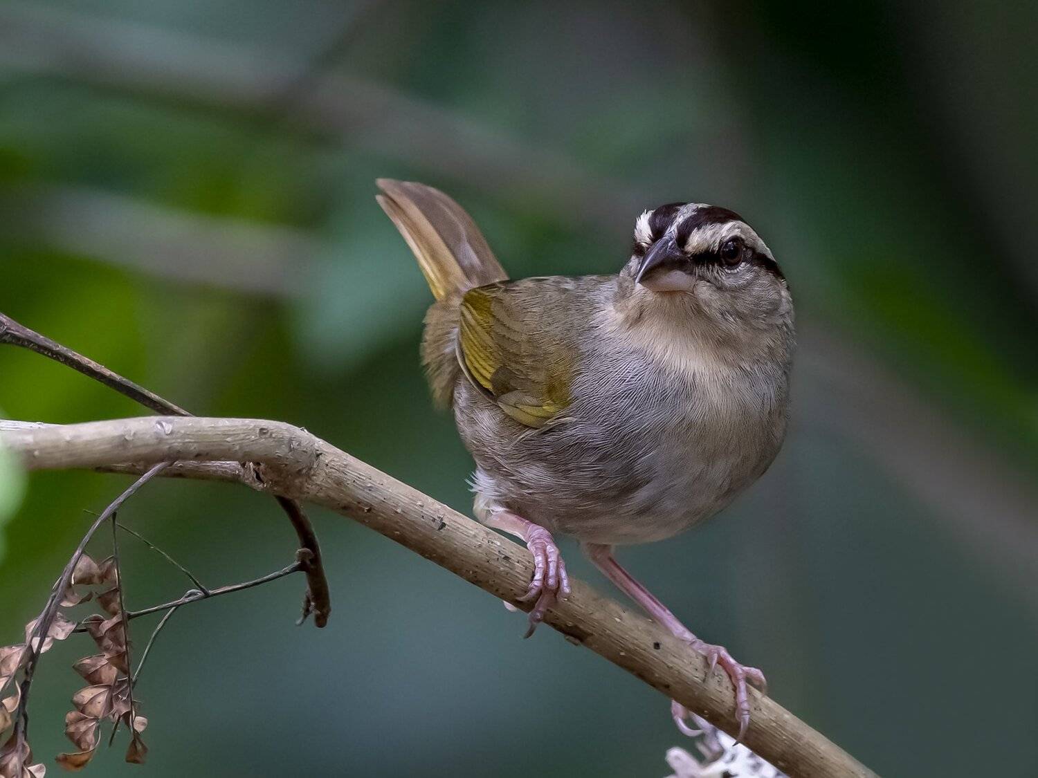 , Fernando Burgalin Sequeira
