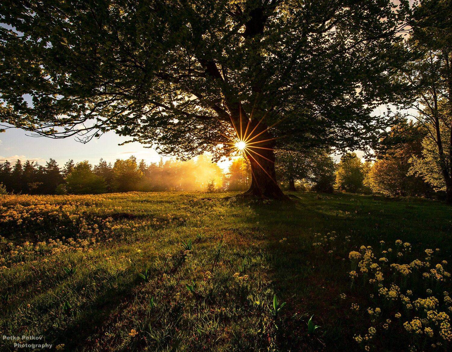 , Петко Петков