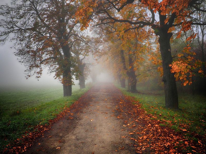 Autumn walk фото превью