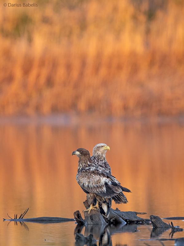 Орлан-белохвост фото превью