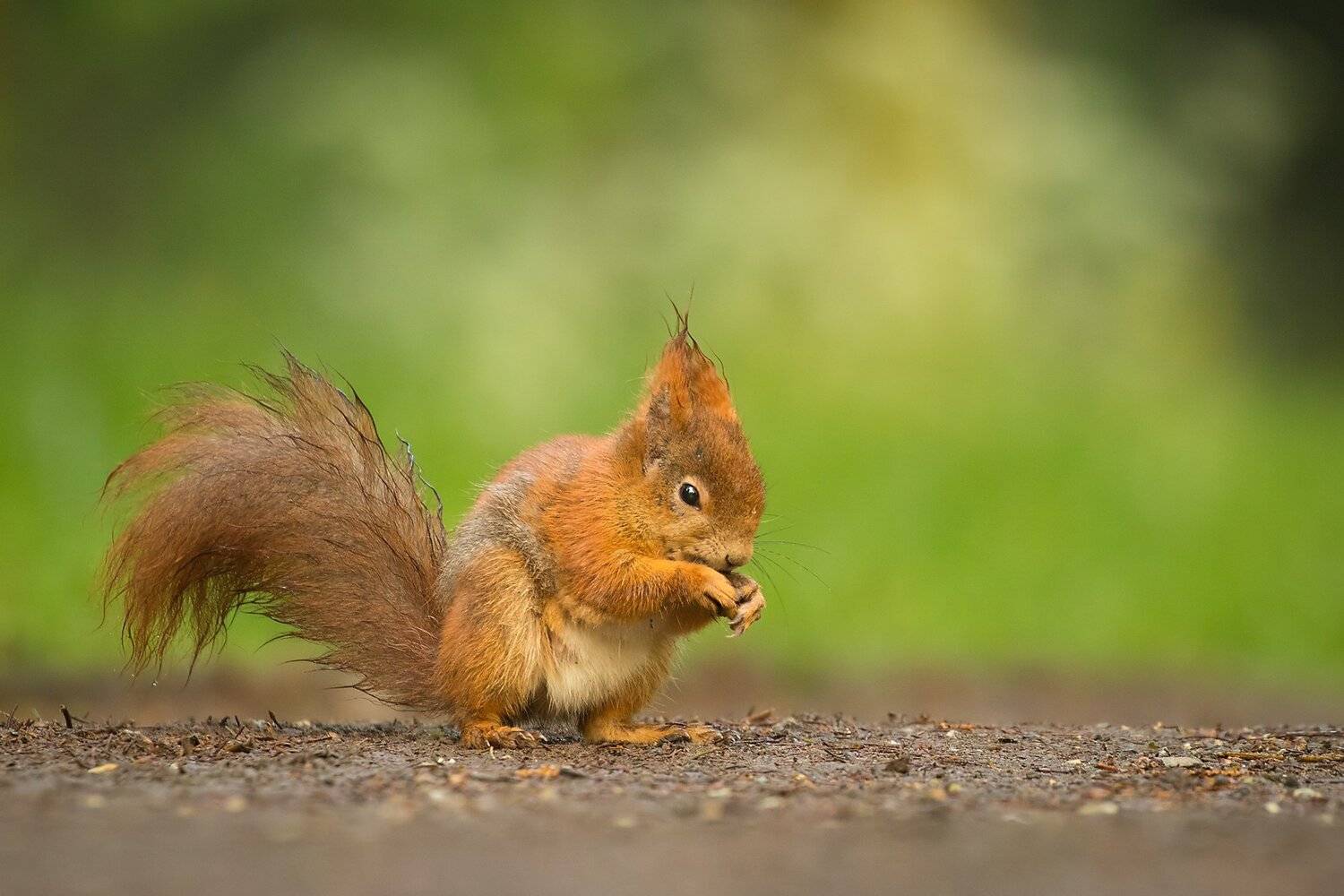 , Robert Adamec