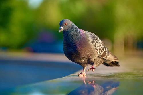 Вove peace-loving bird