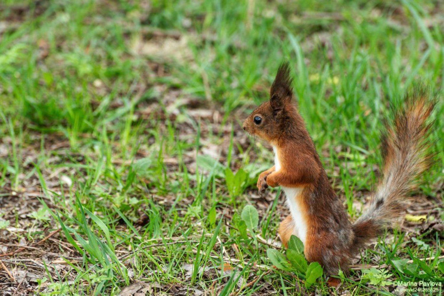 животные, животный мир, белка, петербург, парк \"александрино\", nikon, Марина Павлова