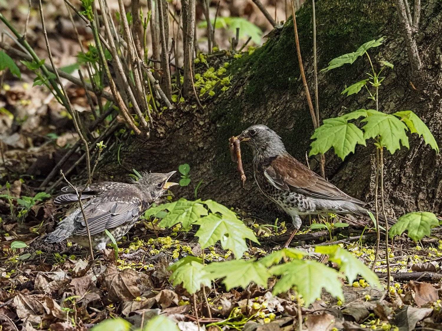, Сергей Духанин