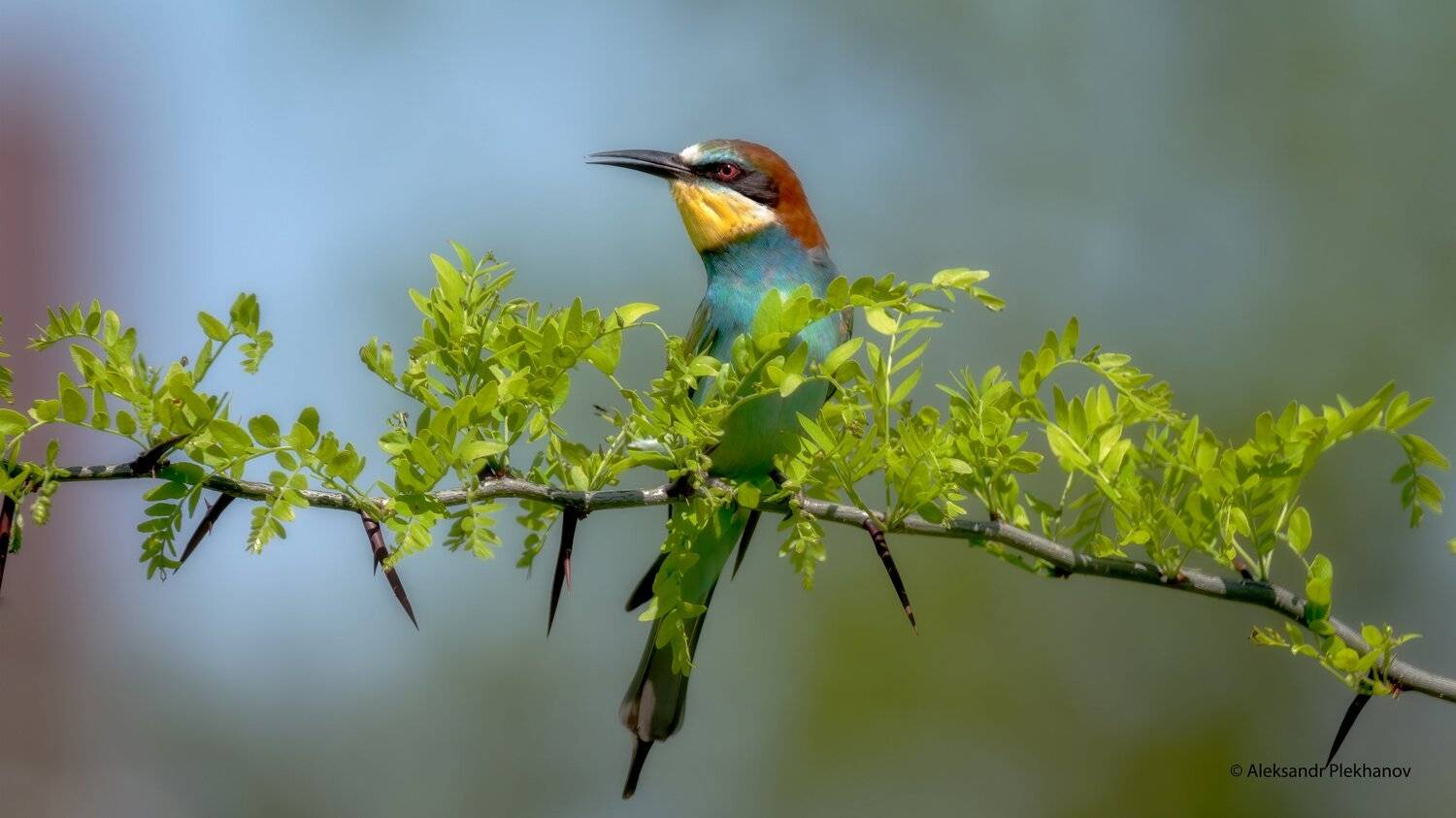 , Alexander Plekhanov