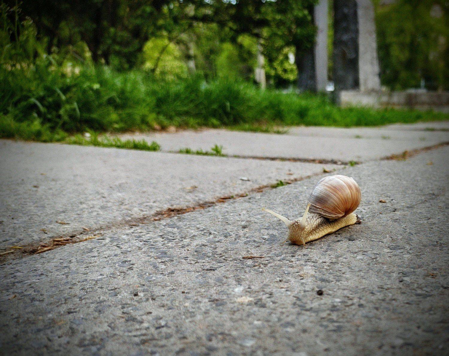 ,  Александр