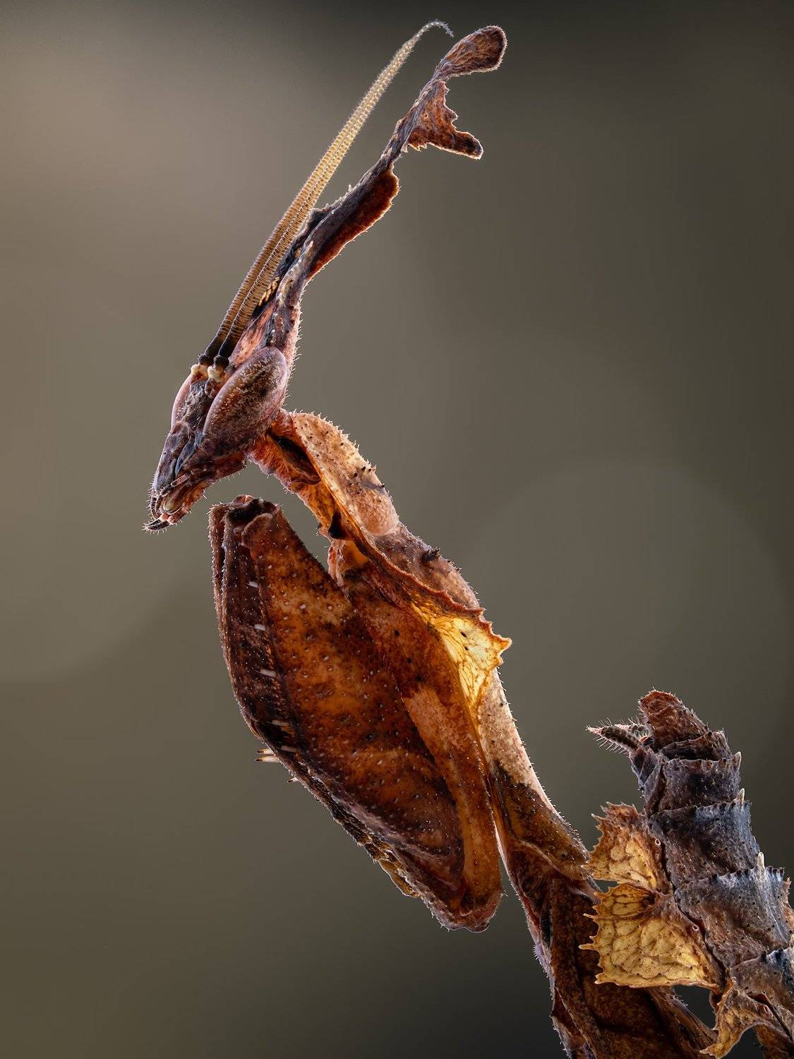 irass, waledzik, nat geo, olympus, close up, macro, extreme macro, макро, Ireneusz Irass Walędzik