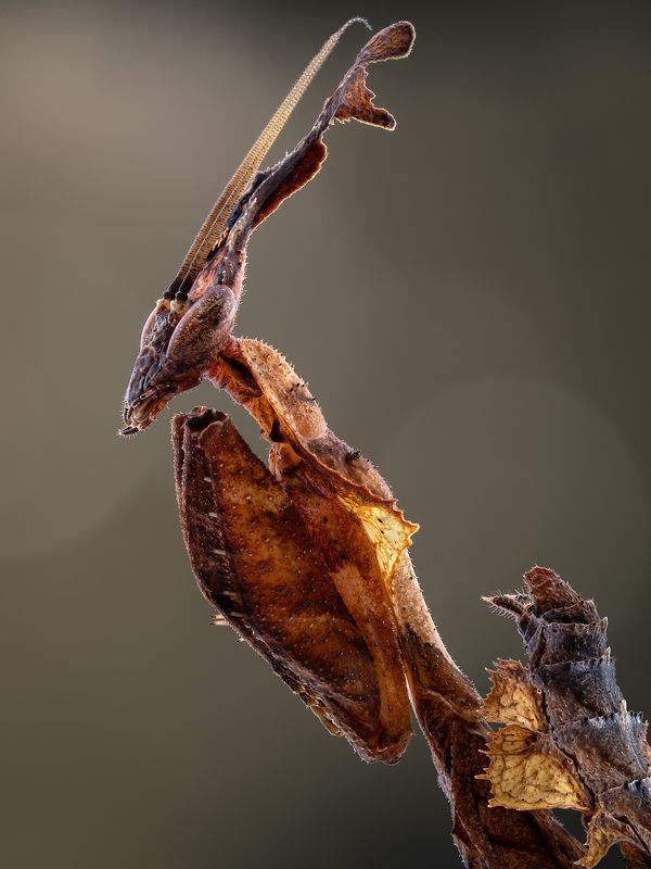 irass, waledzik, nat geo, olympus, close up, macro, extreme macro, макро Phyllocrania paradoxa. фото превью