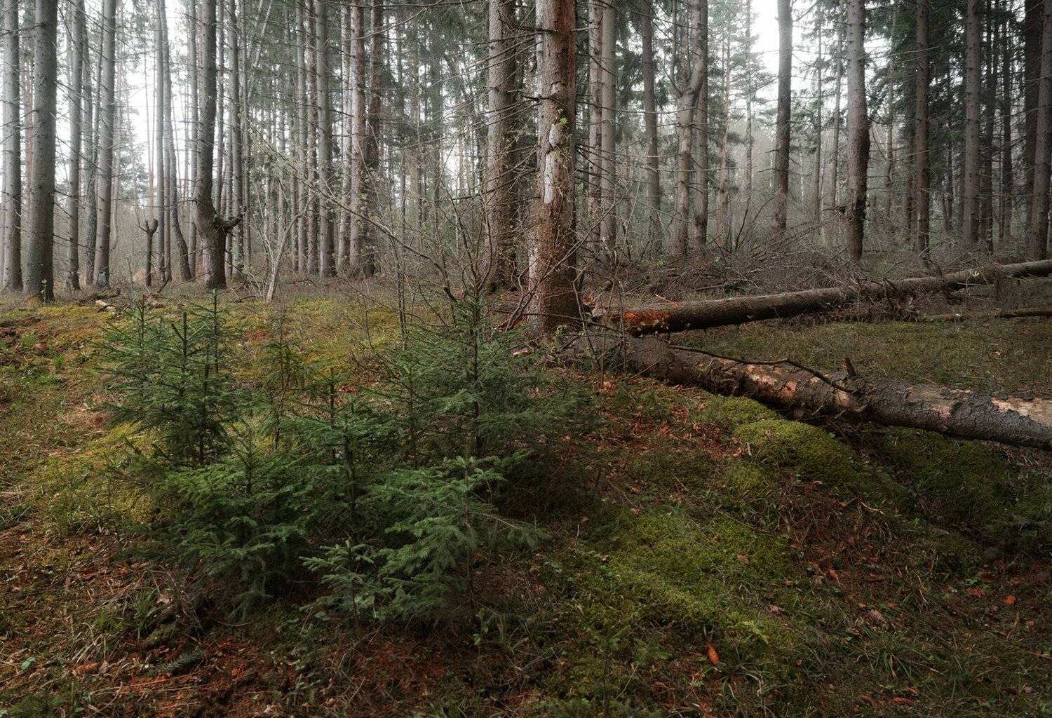 лес, свет, утро, природа, Баранов Олег