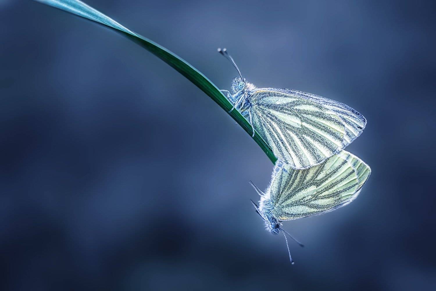 , Анастасия Думинская