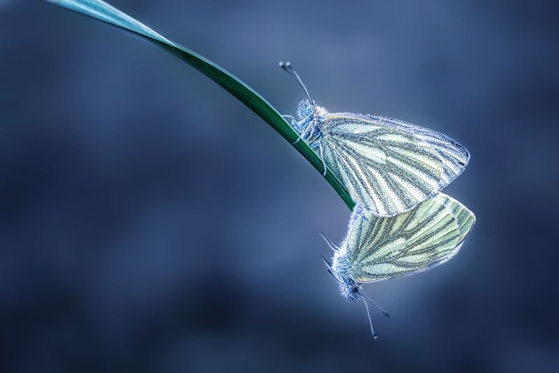 Парочка фото превью