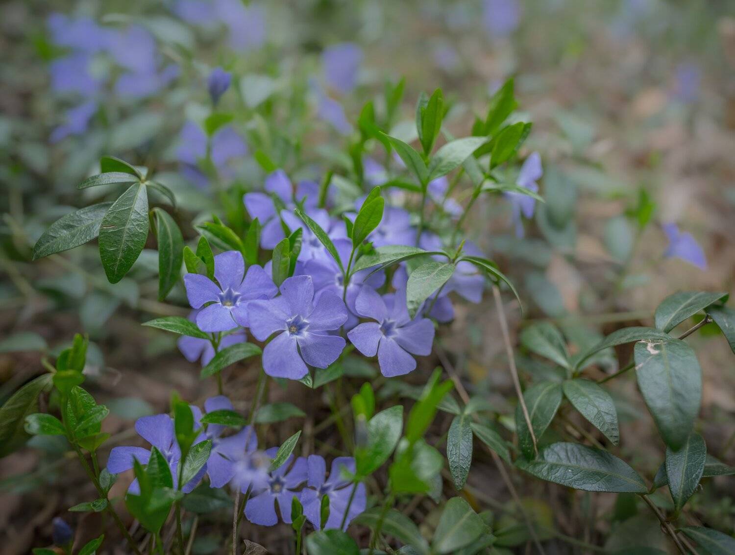, Курлянцев Алексей