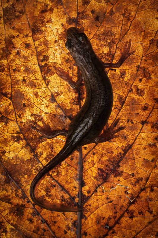 тритон, амфибия, Урал Обыкновенный тритон (Lissotriton vulgaris) фото превью