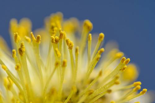 Blossom of Willow