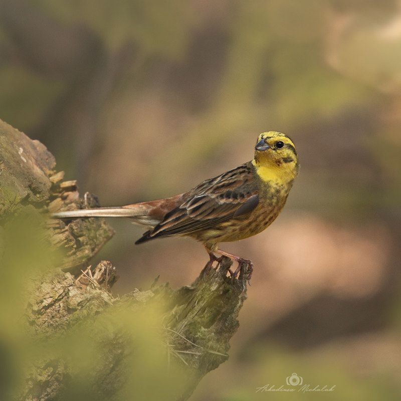 Trznadel (Emberiza citrinella) фото превью