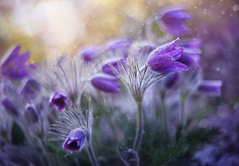 Весенний сон фото превью