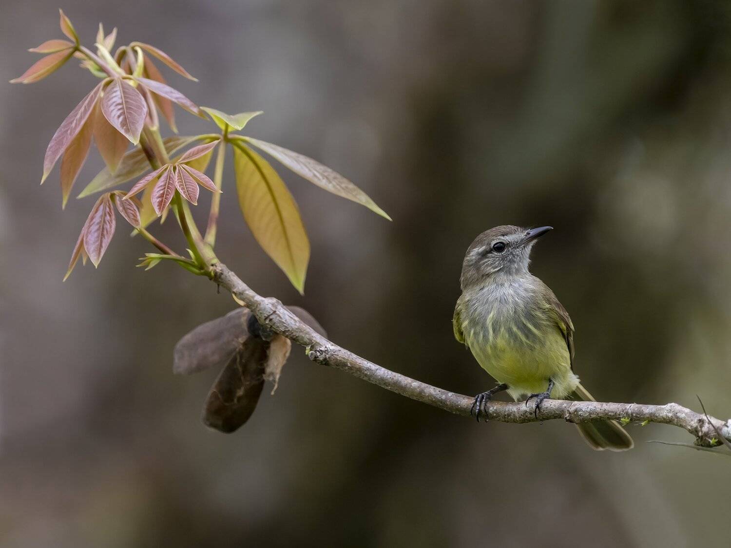 fernaabs, Fernando Burgalin Sequeira
