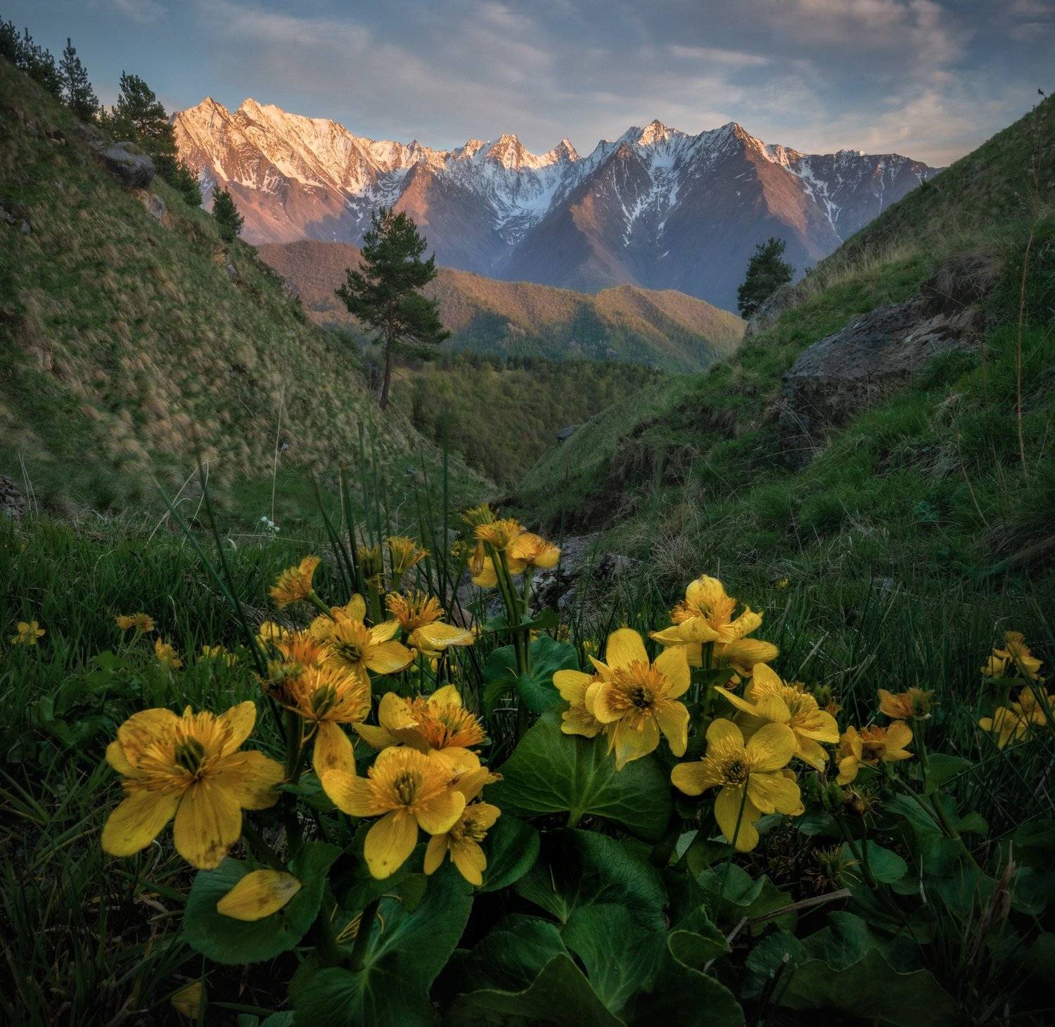 кавказ, Андрей Грачев