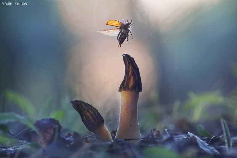 майский, жук Взлетаю фото превью