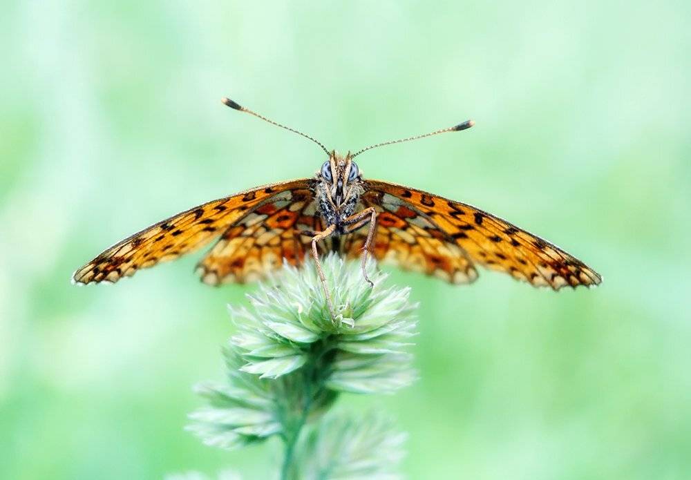 closeup, insect, macro, nikon 1j1, wollensak cine raptar, бабочка, макро, Alexey Gnilenkov