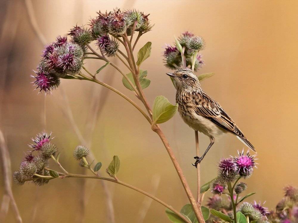 , Валерий Субачев