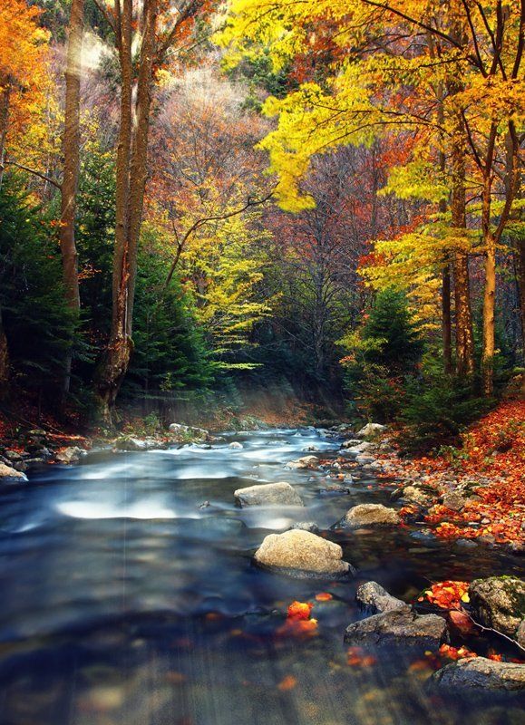 Enchanted фото превью