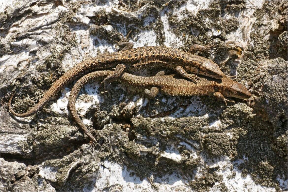 ящерица, живородящая, КарОл