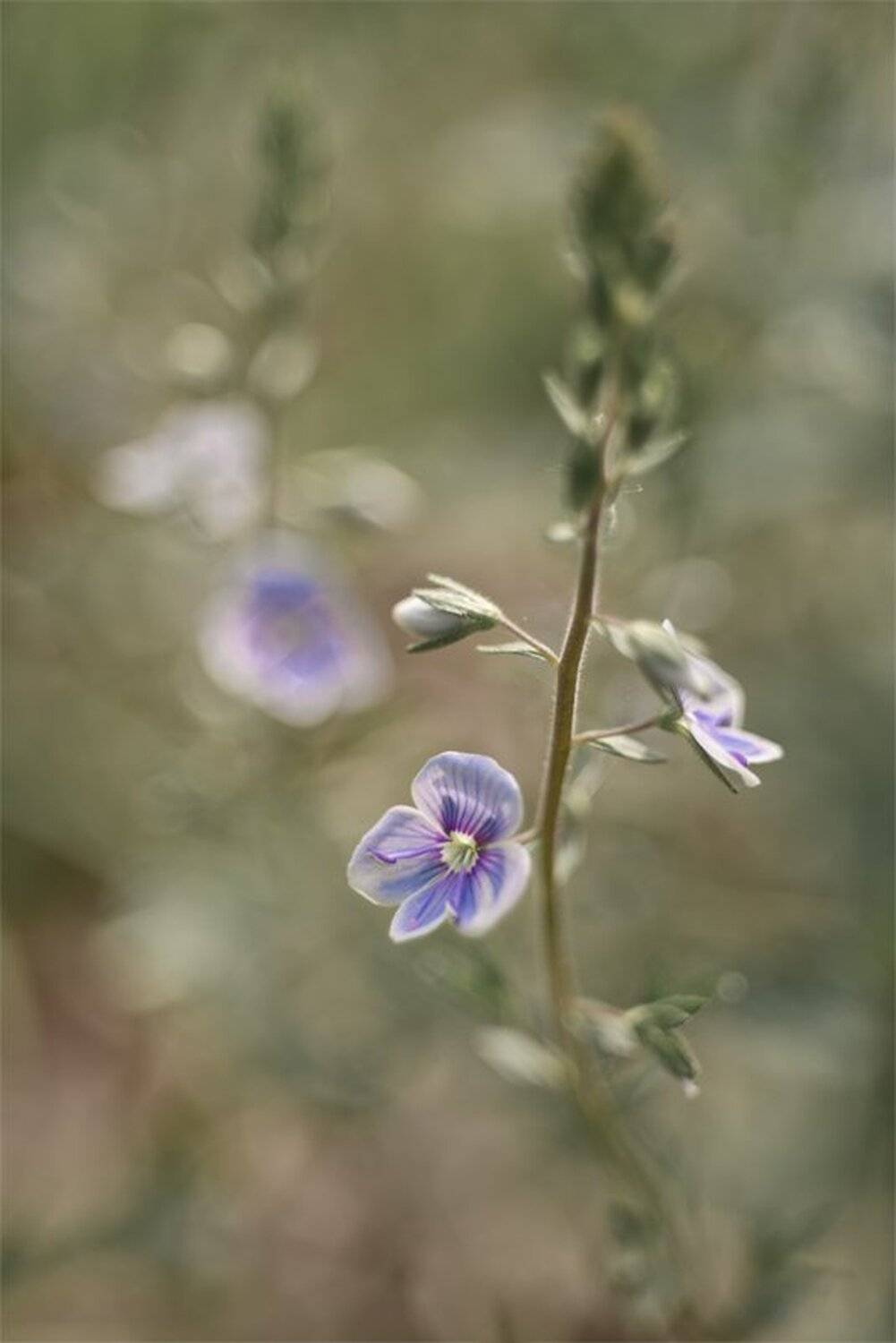 , Геннадий Мещеряков
