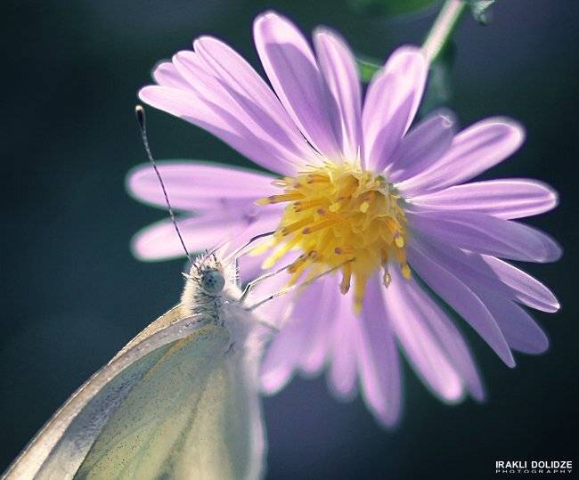 Butterfl, Colors, Flowers, Light, Macro, Yellow, ირაკლი დოლიძე
