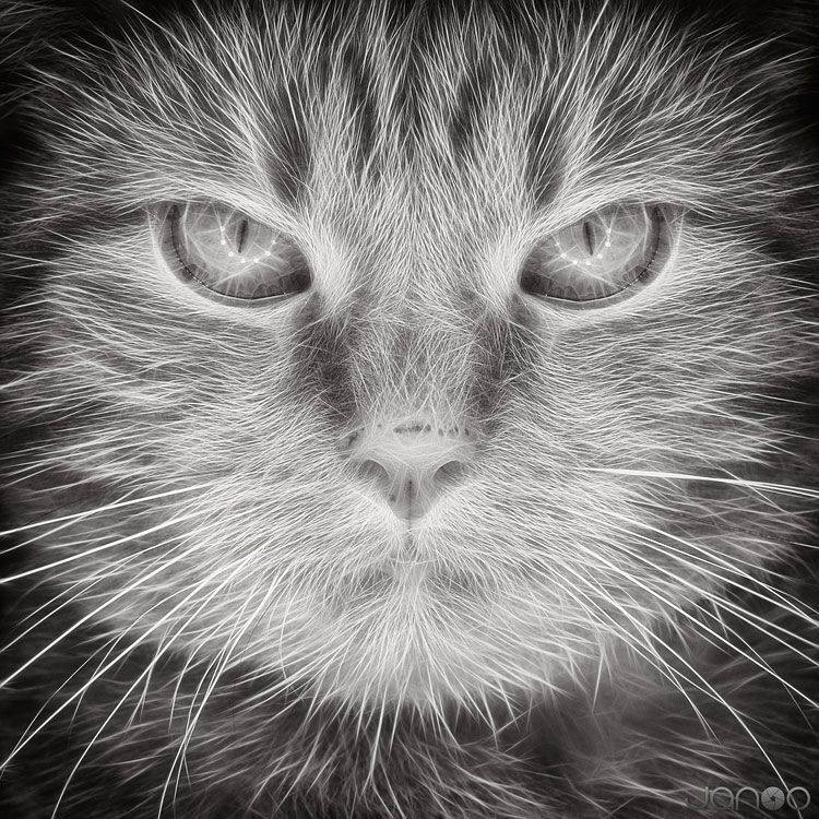 Animal, Animals, Black & white, Black and white, Bw, Cat, Kitty, Pet, Janusz Cedrowicz