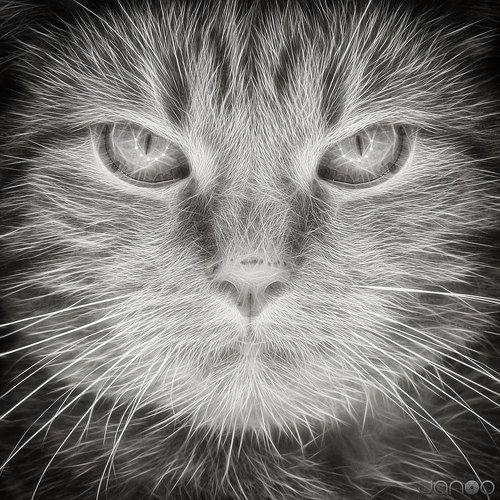 =^•.•^=
