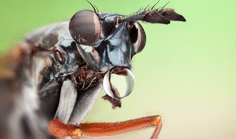 Drop Fly фото превью