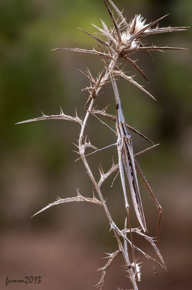 , Игорь ФУММ