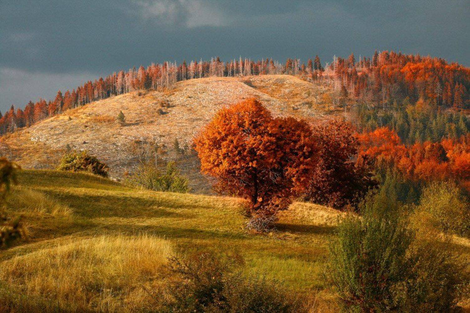 , Тодор Трамбабов