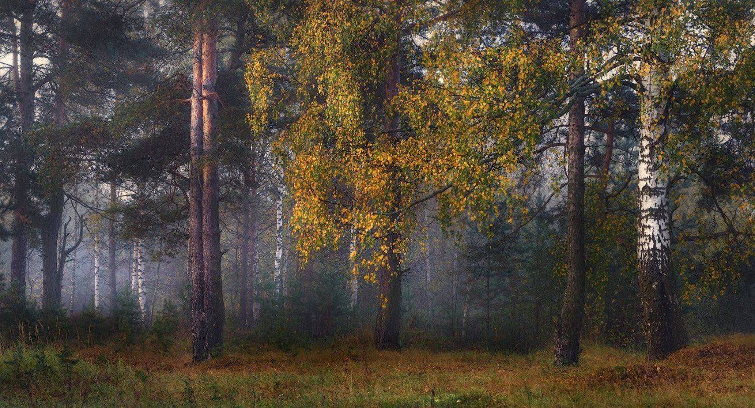 , Дмитрий Алексеев