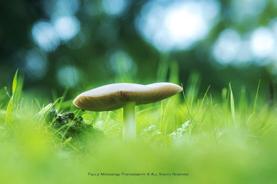 , Paulo Mendon&ccedil;a