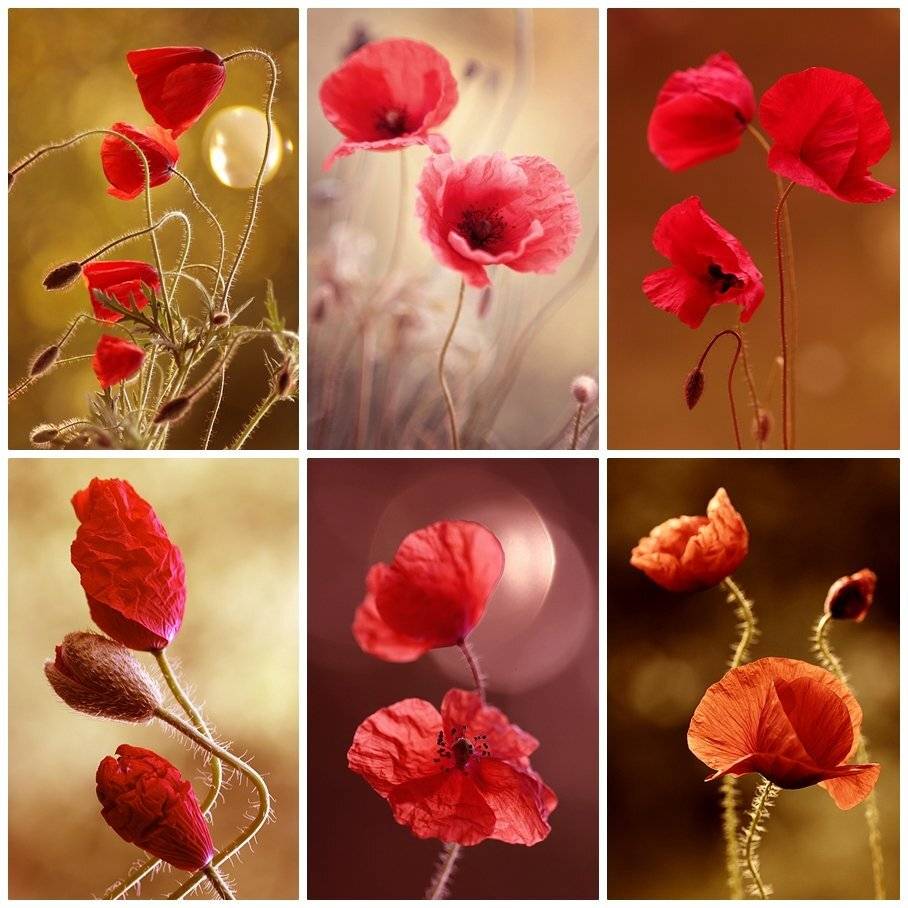 , Kasia Mycatherina Pietraszko