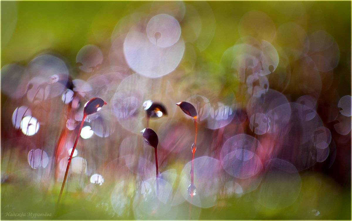 , Надежда Муравьёва