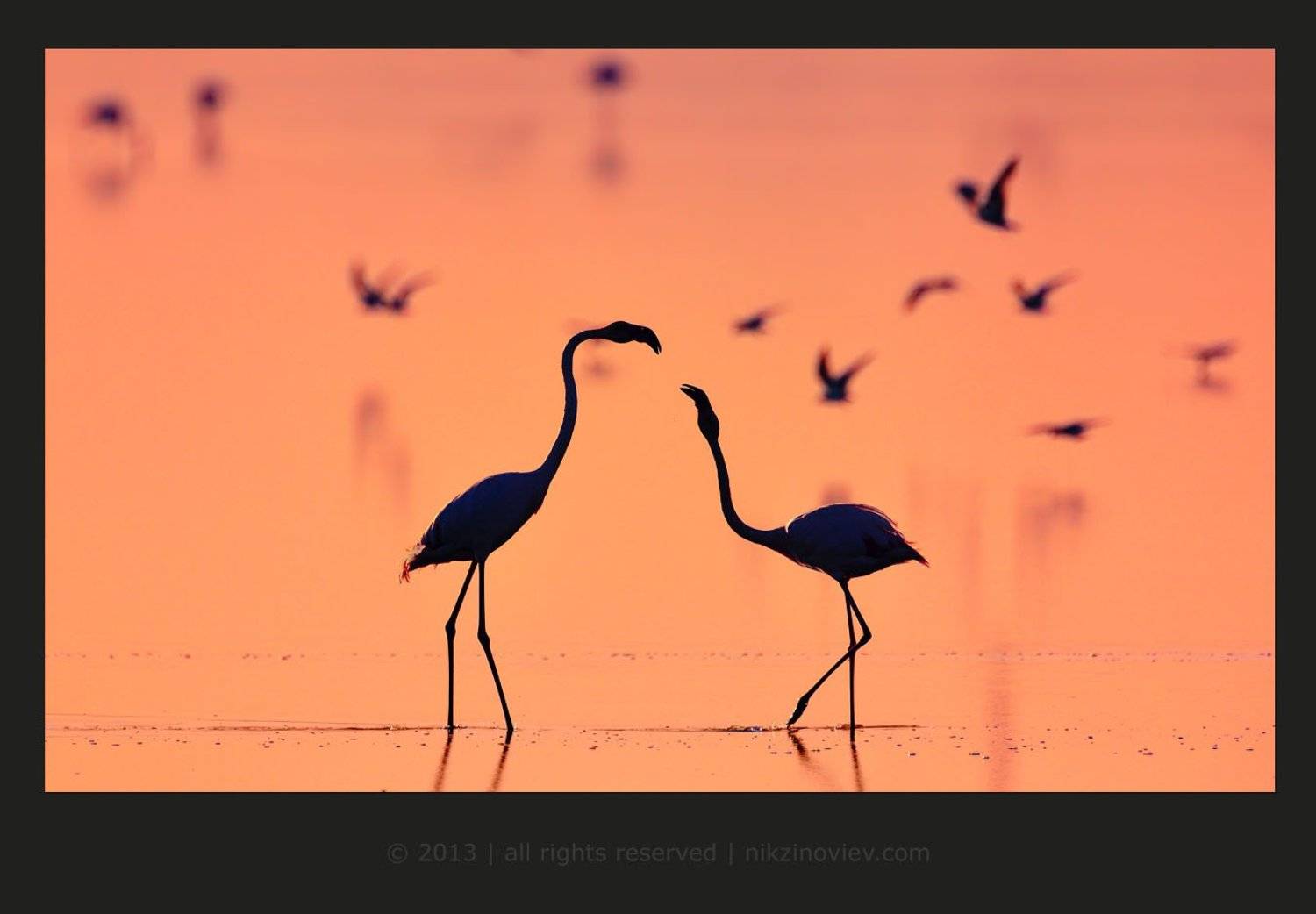 , Николай Зиновьев