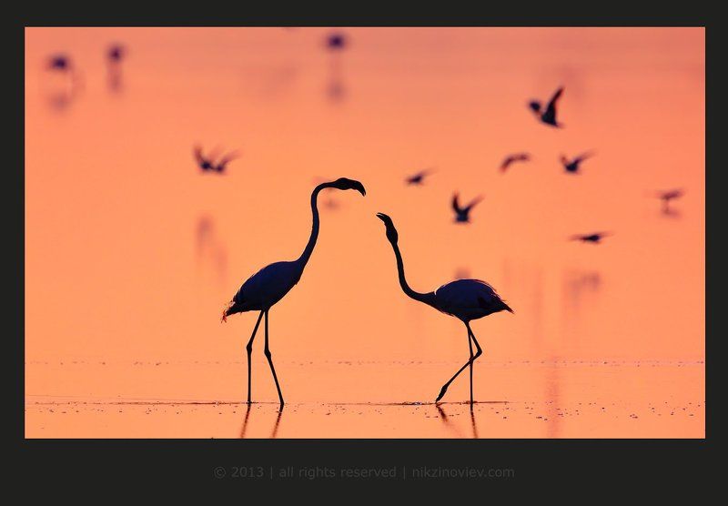 Мелодия любви фото превью