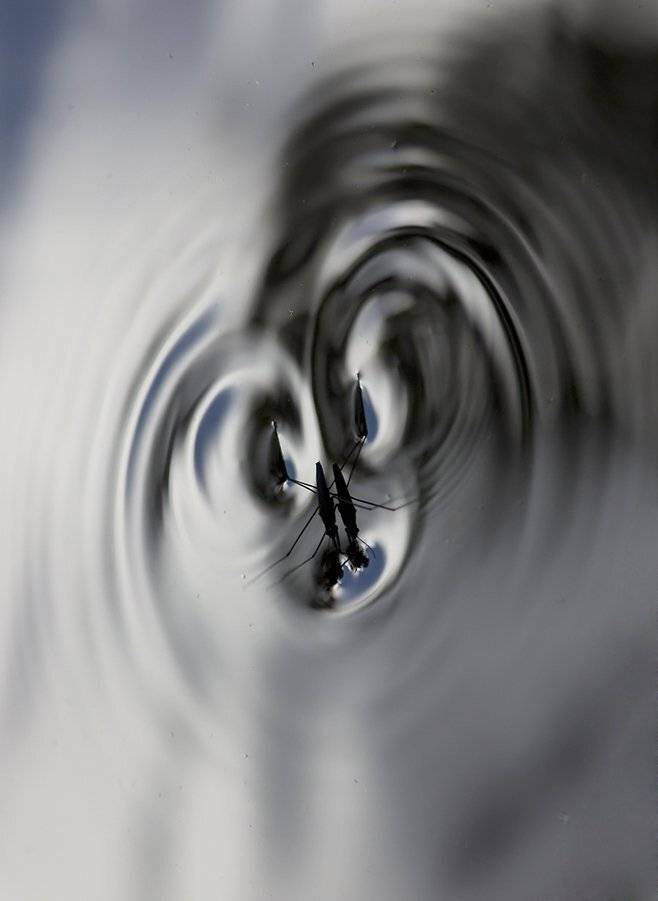 , Иваненко Светлана