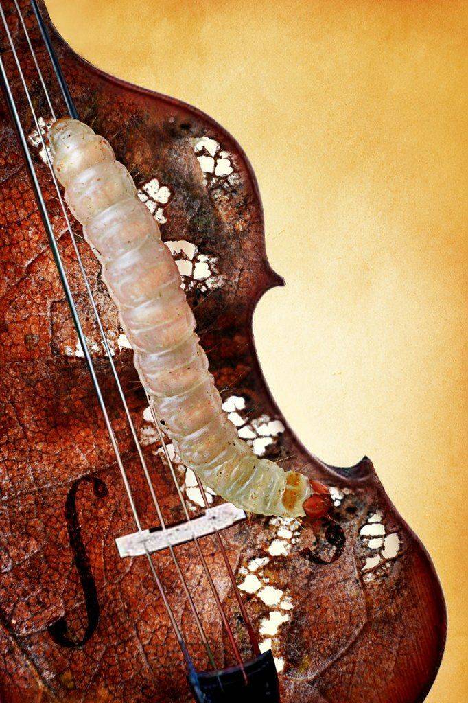 , Чернобай Анна