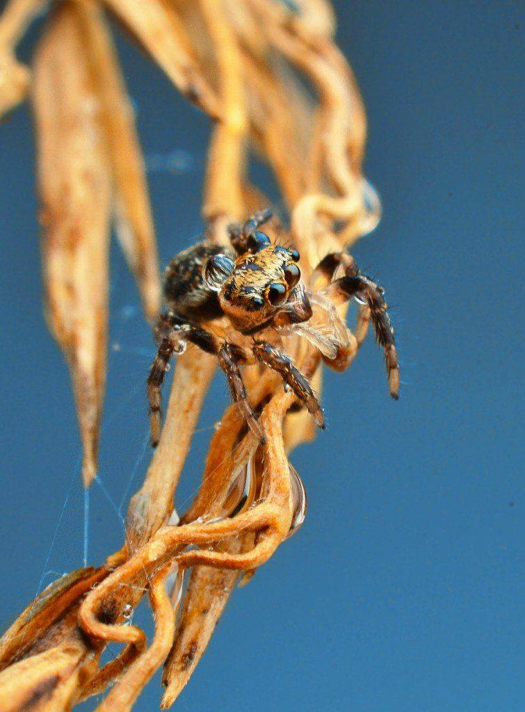 , Чернобай Анна