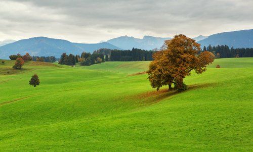 Шепталось дерево с полем, шуршаньем листвы...