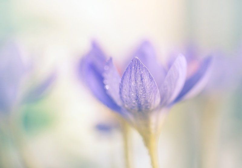 крокусы Осенняя услада фото превью