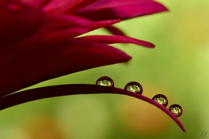 Quattuor фото превью