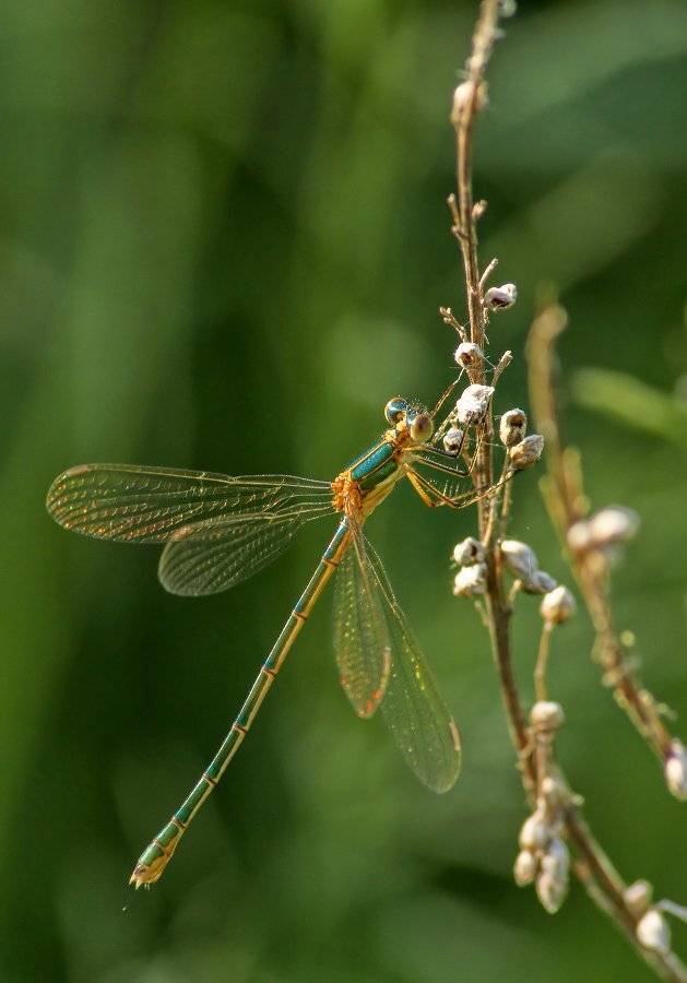, Чепленко Алексей